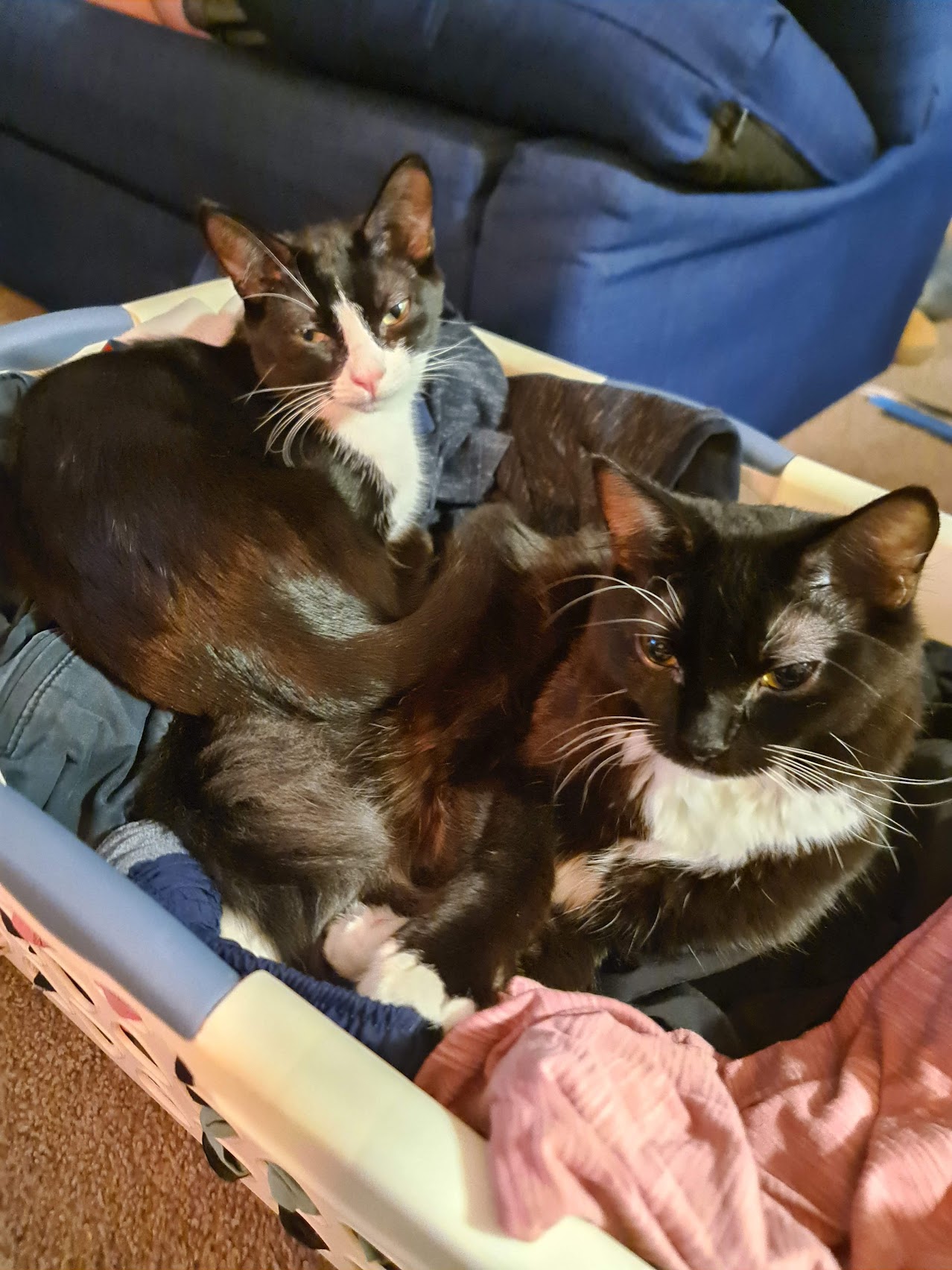 A picture of my cats.